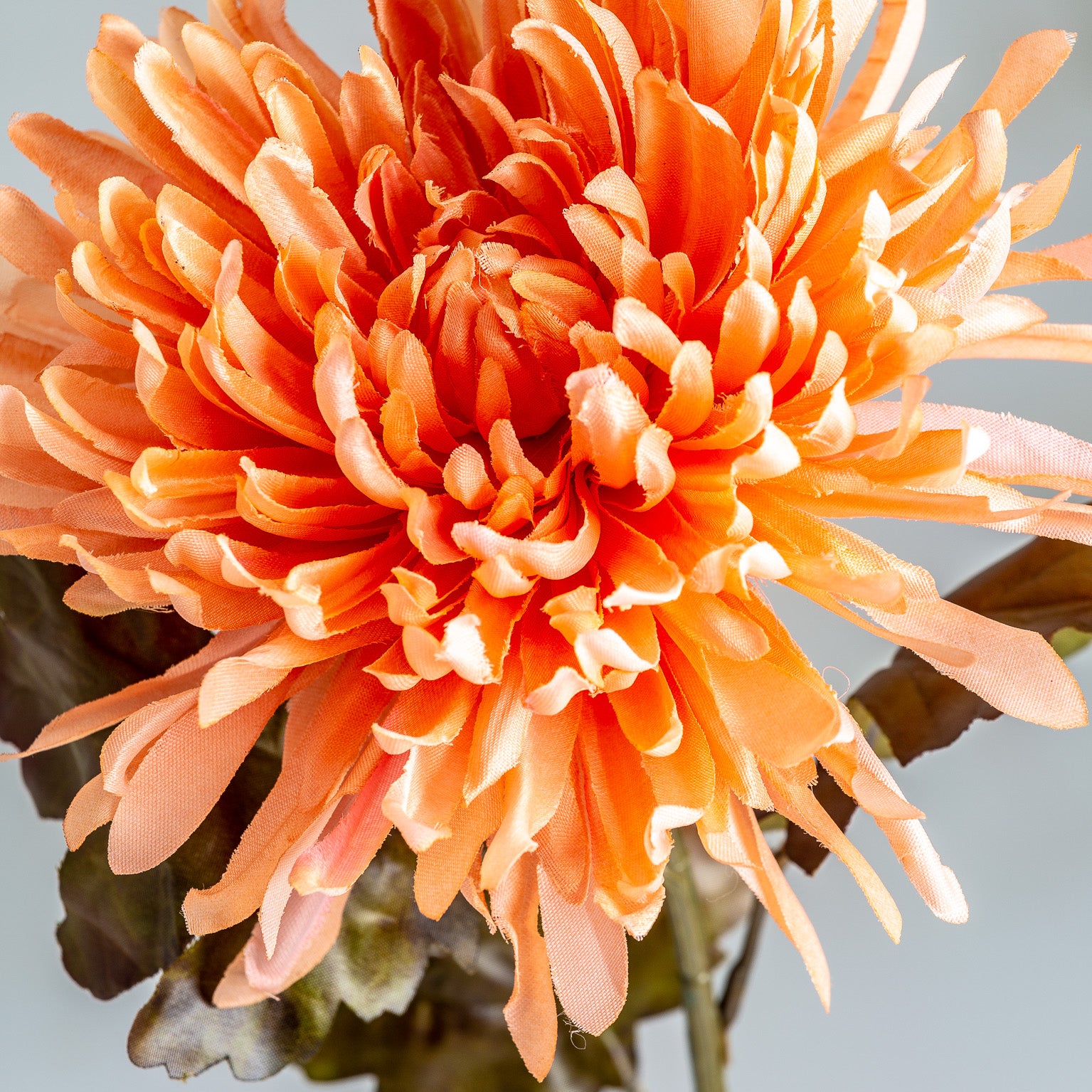 CRISANTEMA FLOWER